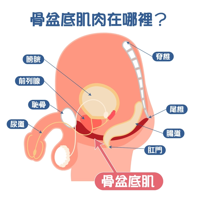 『凱格爾運動』為什麼男性也要做？